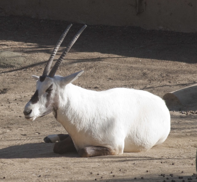 321-2024 San Diego Zoo - Arabian Oryx.jpg